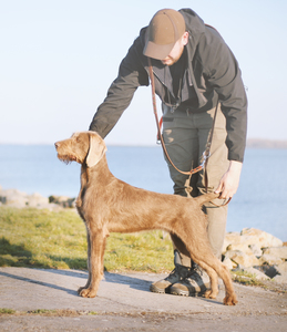 slovakian-national-dog-breed-(1)